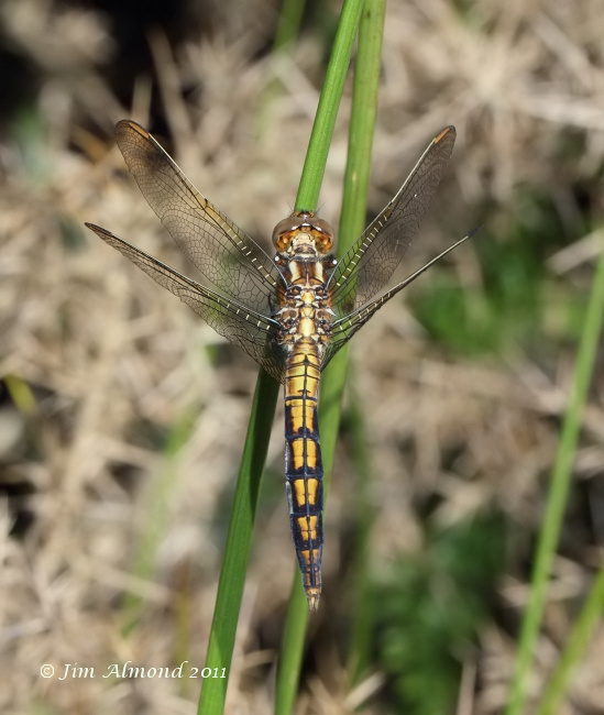 Keeled Skimmer immature male Cramer Gutter 26 6 11 IMG_3204